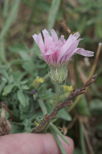Pink hawk’s-beard (Crepis rubra)