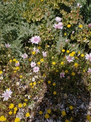 Pink hawk’s-beard (Crepis rubra)