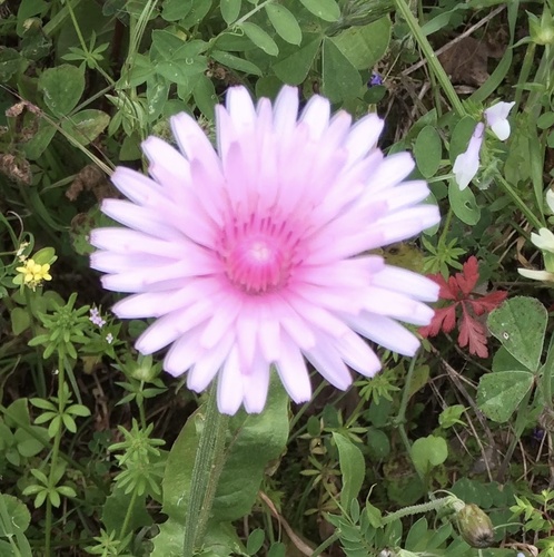 Pink hawk’s-beard (Crepis rubra)
