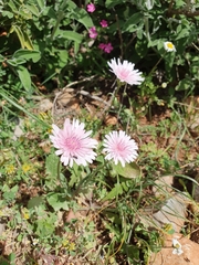Pink hawk’s-beard (Crepis rubra)