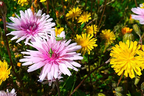 Pink hawk’s-beard: Crepis rubra (pink hawksbeard) "More than 20 species of crepis are found in Greece, most of them with yellow flowers except for C. rubra which differs in that i