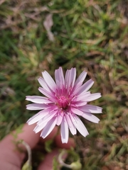 Pink hawk’s-beard (Crepis rubra)