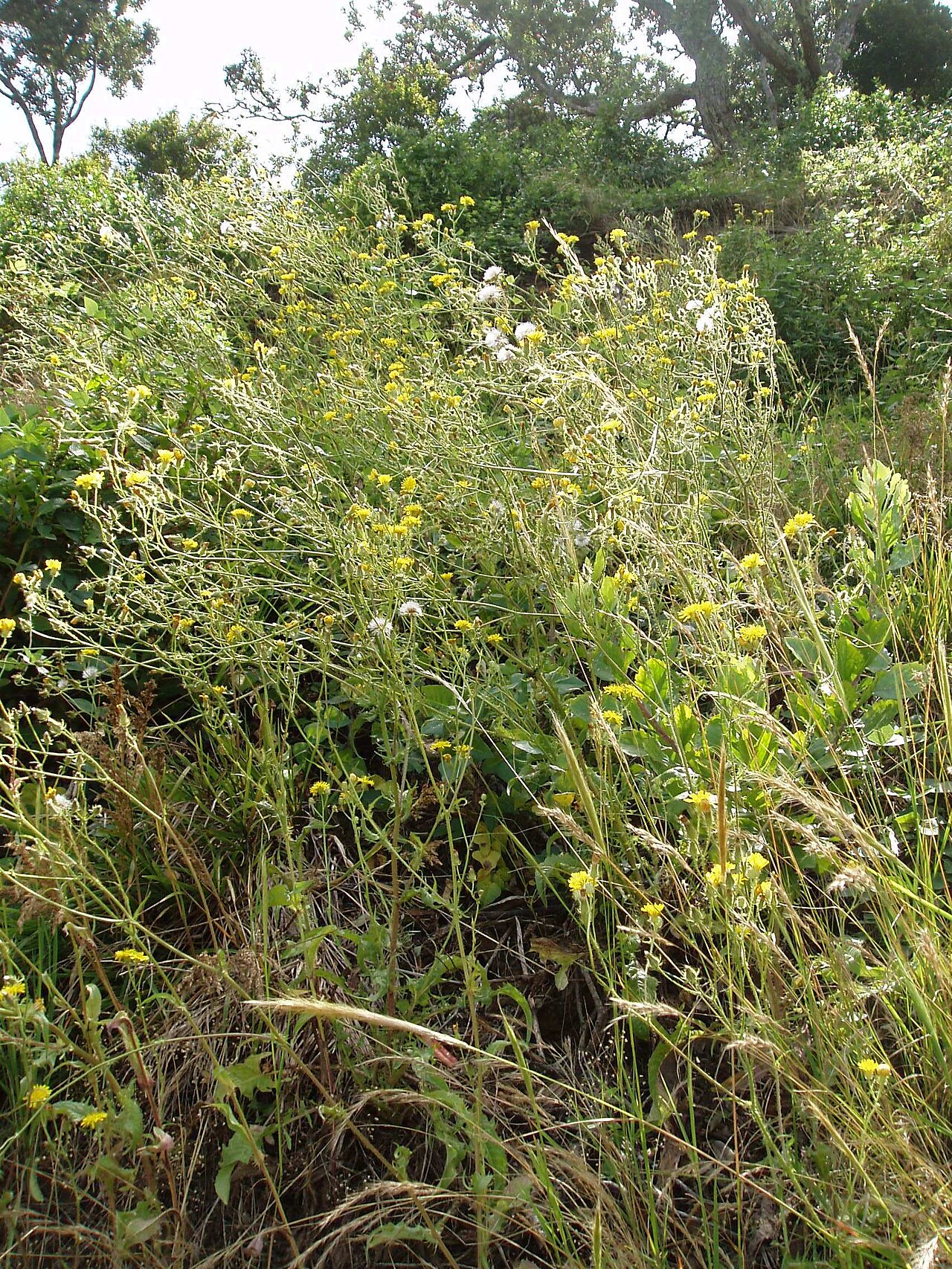 Bristly hawksbeard (Crepis setosa)