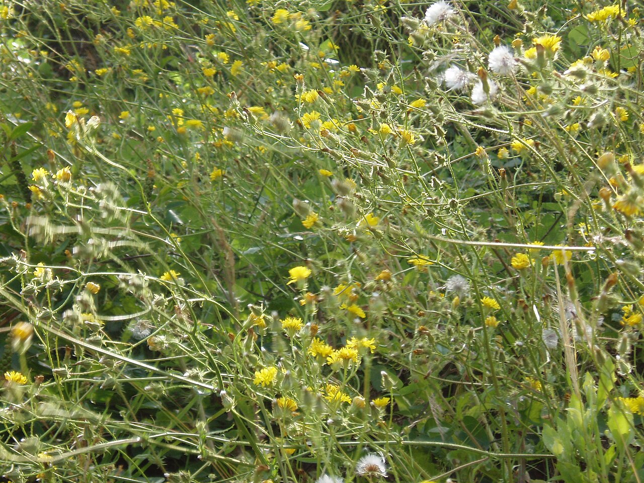 Bristly hawksbeard (Crepis setosa)