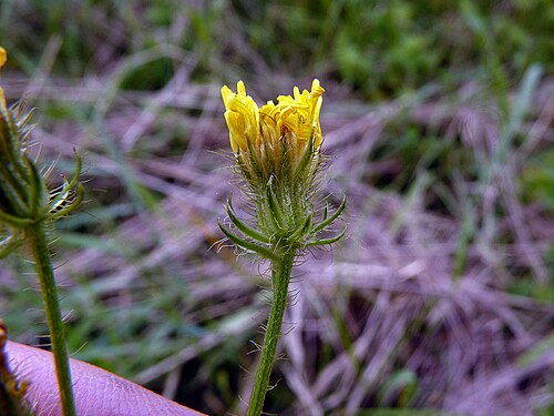 Bristly hawksbeard: Crepis setosa