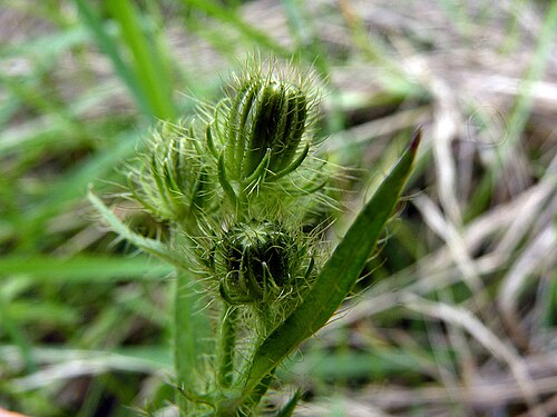 Bristly hawksbeard: Crepis setosa