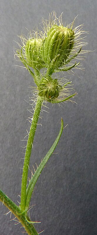 Bristly hawksbeard: Crepis setosa
