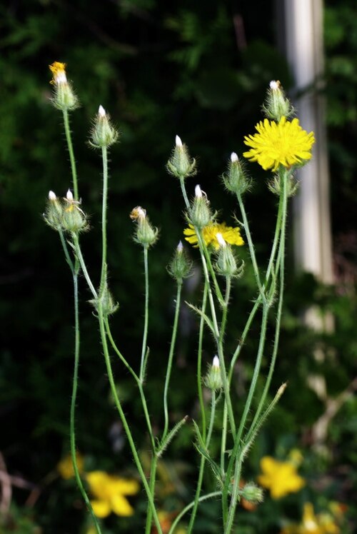 Bristly hawksbeard: Crepis setosa