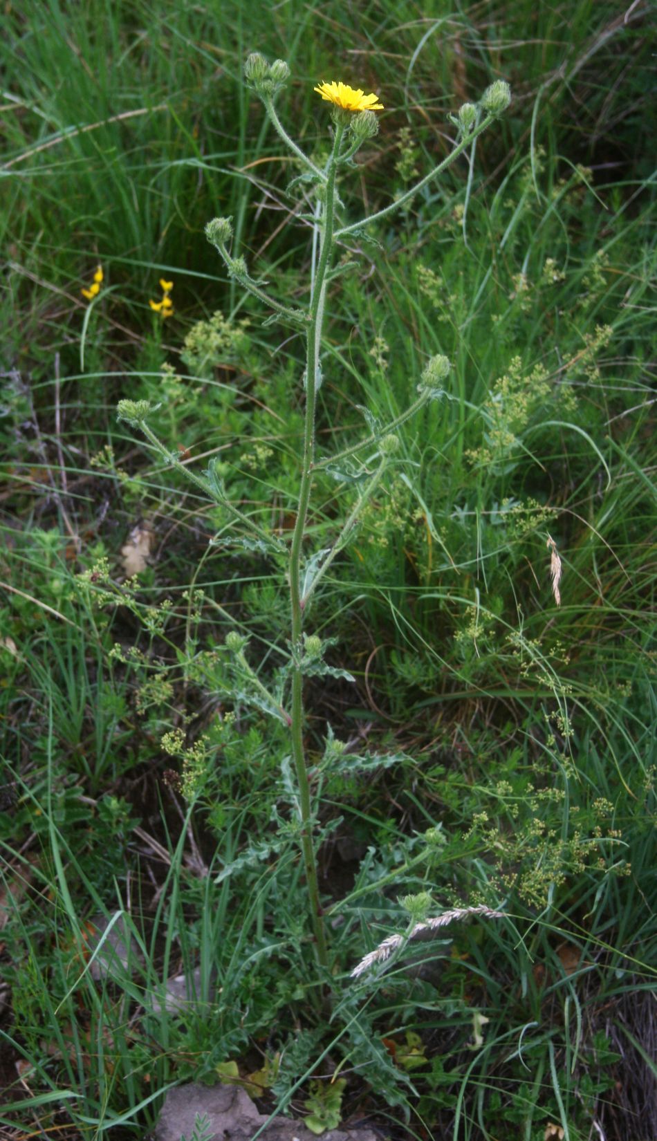 Bristly hawksbeard: Borsten-Pippau ( Crepis setosa ), Korbblütler (Asteraceae) - Slowenien/Slovenija/Slovenia: Primorska, an der Straße ca. 2,5 km NW Podgorje