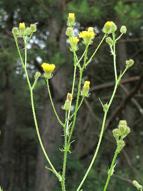 Bristly hawksbeard: Crepis setosa