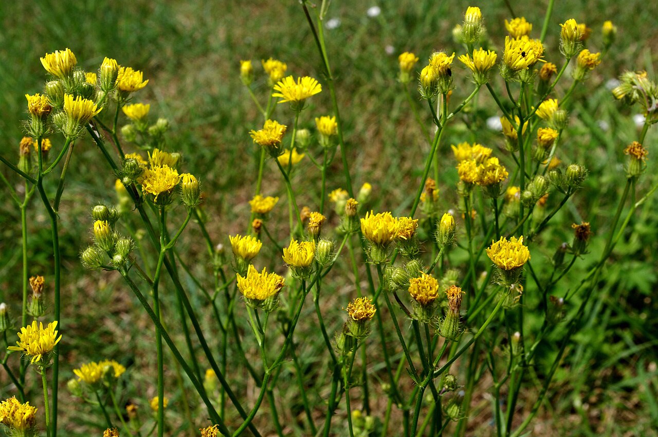 Bristly hawksbeard: Crepis setosa