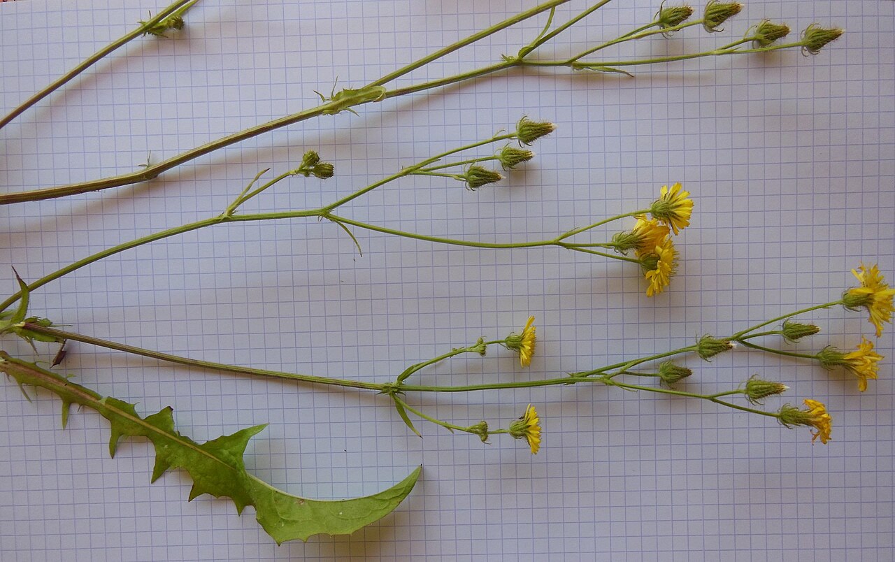 Bristly hawksbeard: Crepis setosa