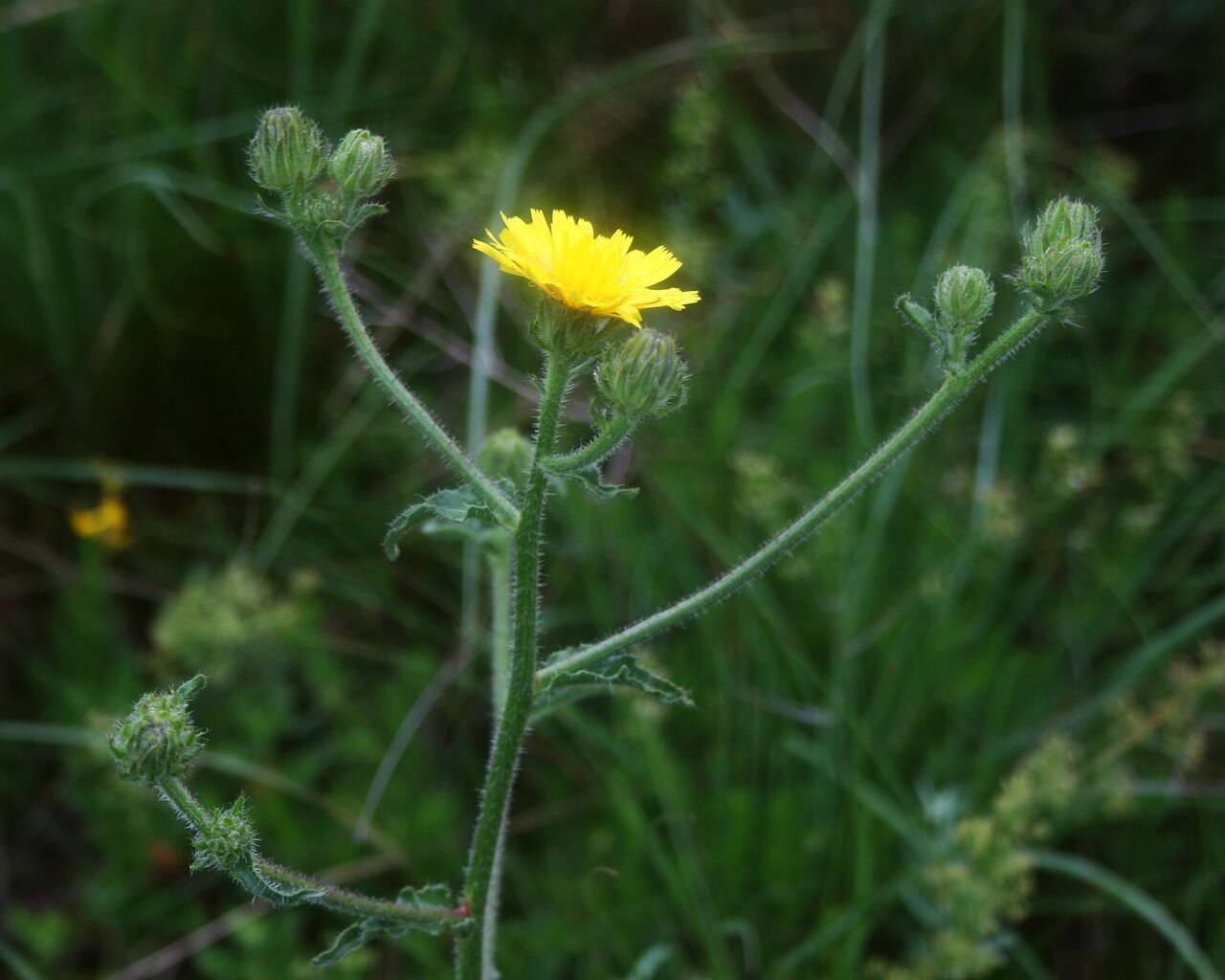 Bristly hawksbeard: Borsten-Pippau ( Crepis setosa ), Korbblütler (Asteraceae) - Slowenien/Slovenija/Slovenia: Primorska, an der Straße ca. 2,5 km NW Podgorje
