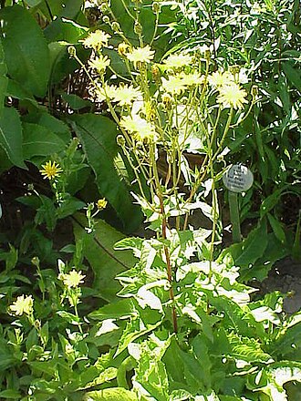 Crepis sibirica (Crepis sibirica)