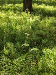Crepis sibirica (Crepis sibirica)