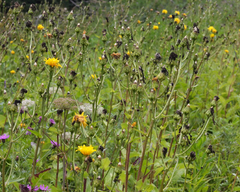 Crepis sibirica (Crepis sibirica)