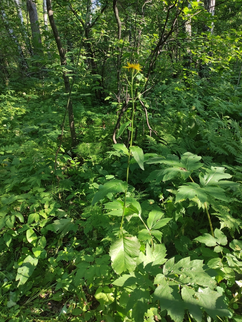 Crepis sibirica (Crepis sibirica)