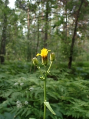 Crepis sibirica (Crepis sibirica)