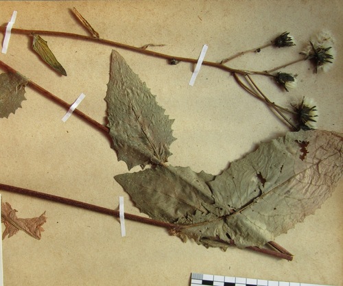 Crepis sibirica (Crepis sibirica)