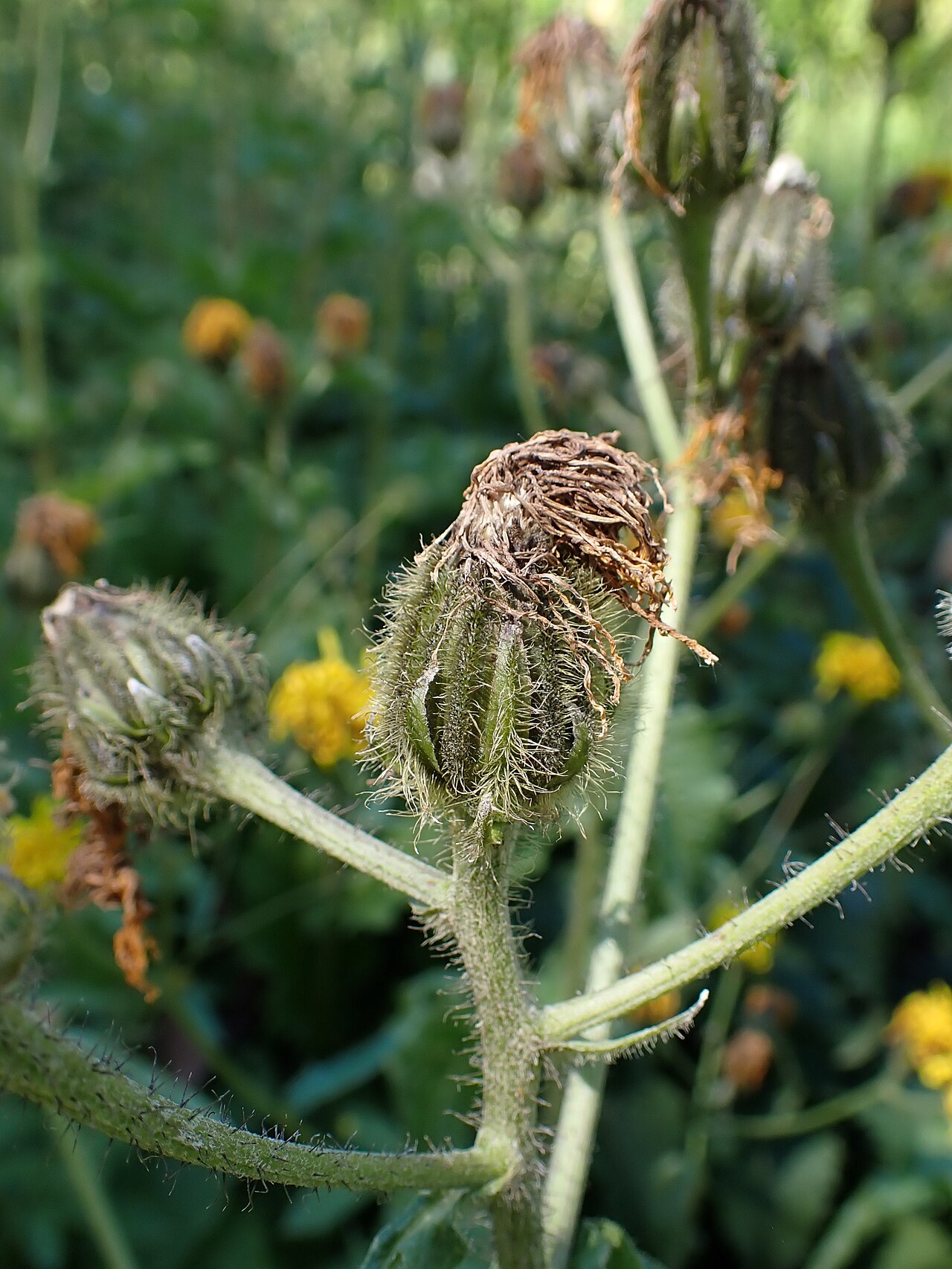 Crepis sibirica: Crepis sibirica in the Botanischer Garten, Berlin-Dahlem