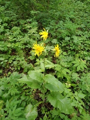Crepis sibirica (Crepis sibirica)