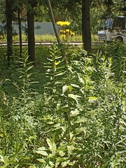 Crepis sibirica (Crepis sibirica)
