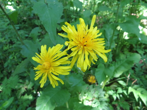 Crepis sibirica (Crepis sibirica)