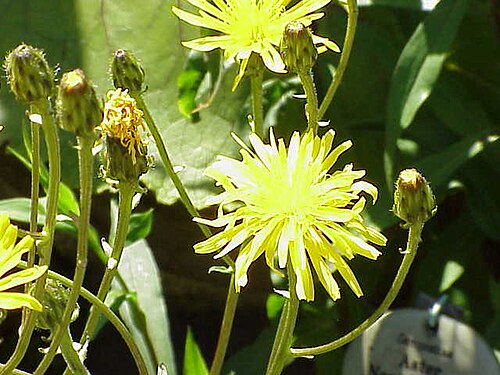 Crepis sibirica: Species : Crepis sibirica Family : Compositae Image No. 1
