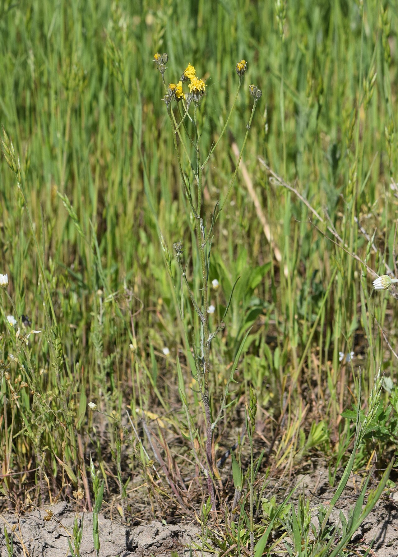 Narrowleaf hawksbeard: Crepis tectorum in Studzieniec near Rogoźno, north from Poznań, Poland