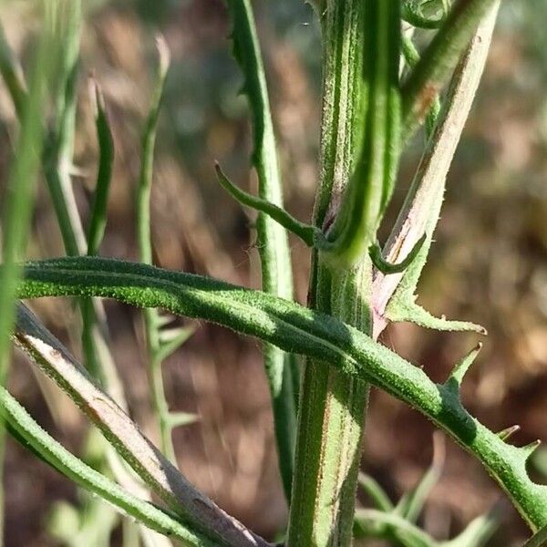 Narrowleaf hawksbeard (Crepis tectorum)