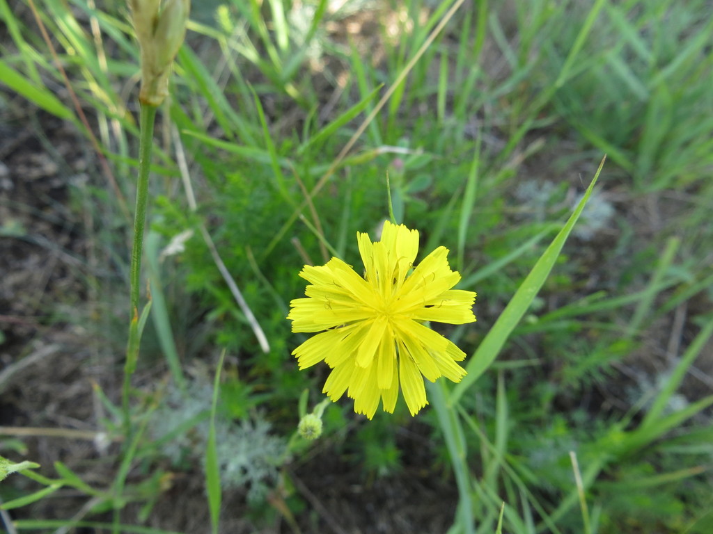 Narrowleaf hawksbeard (Crepis tectorum)