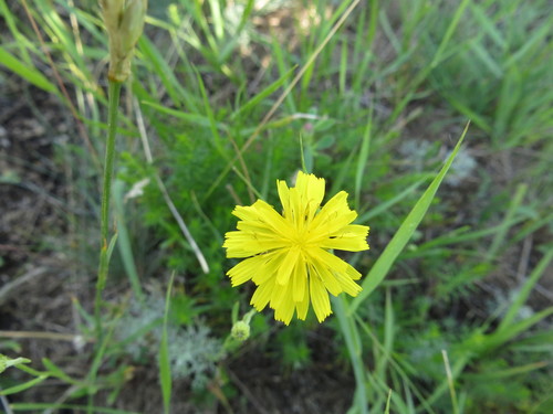 Narrowleaf hawksbeard (Crepis tectorum)