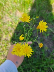 Narrowleaf hawksbeard (Crepis tectorum)