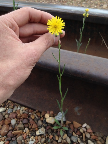 Narrowleaf hawksbeard (Crepis tectorum)