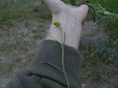 Narrowleaf hawksbeard (Crepis tectorum)