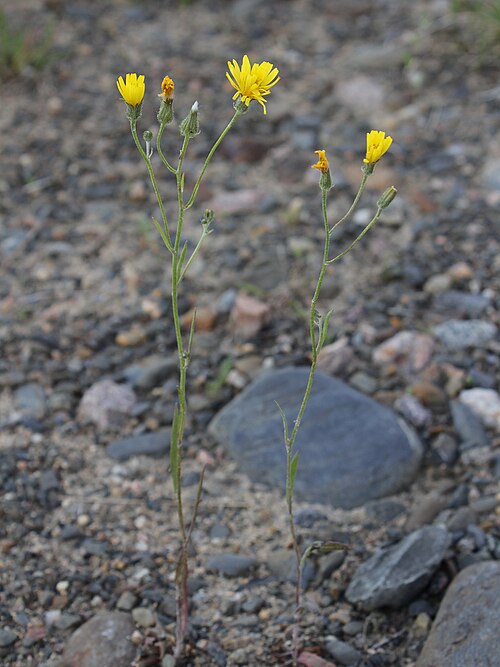 Narrowleaf hawksbeard: Cichoriaceae, Crepis tectorum