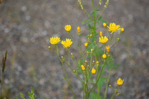 Narrowleaf hawksbeard (Crepis tectorum)