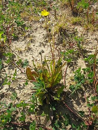 Narrowleaf hawksbeard: Crepis tectorum