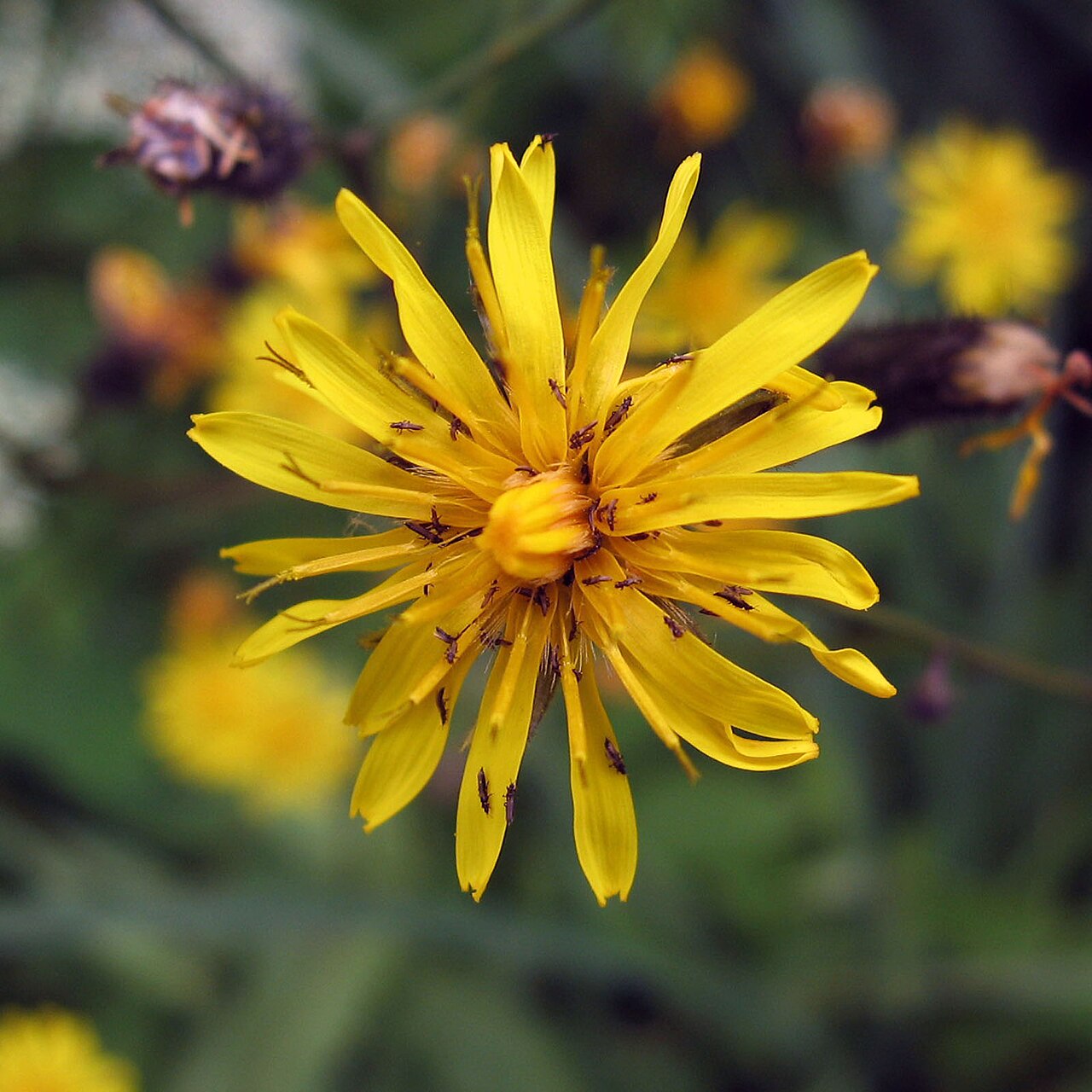 Narrowleaf hawksbeard: Liiv-koeratubakas
