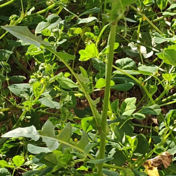 Narrowleaf hawksbeard (Crepis tectorum)