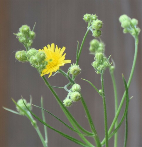 Narrowleaf hawksbeard (Crepis tectorum)