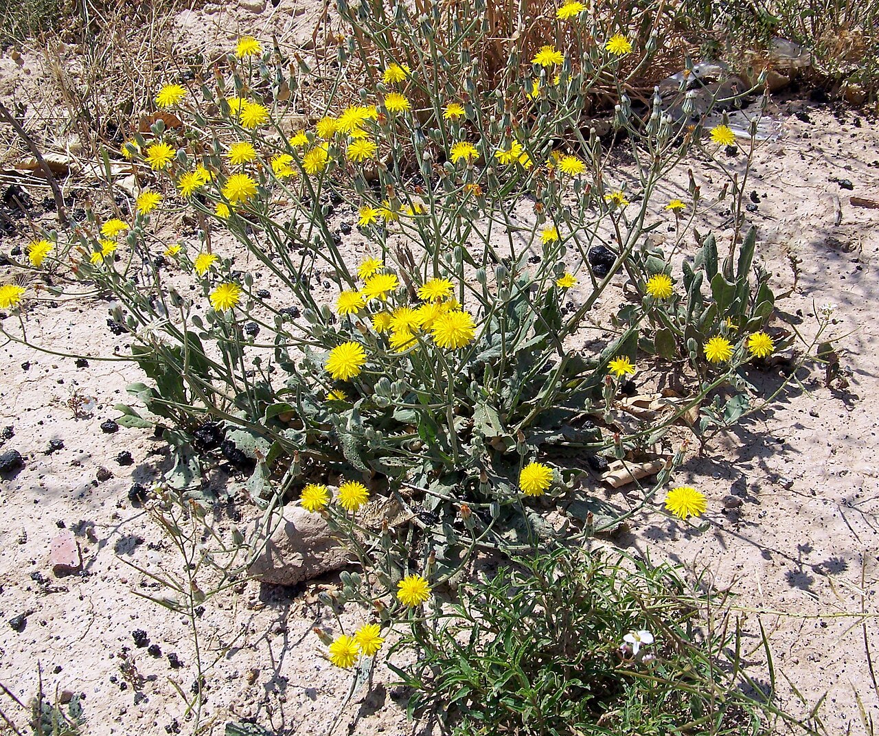 Beaked hawksbeard: Crepis vesicaria (achicoria, escoba de hojera, lecherina) - Vista general. - Camino de la Acequia de Cox, Albatera (Provincia de Alicante, España).