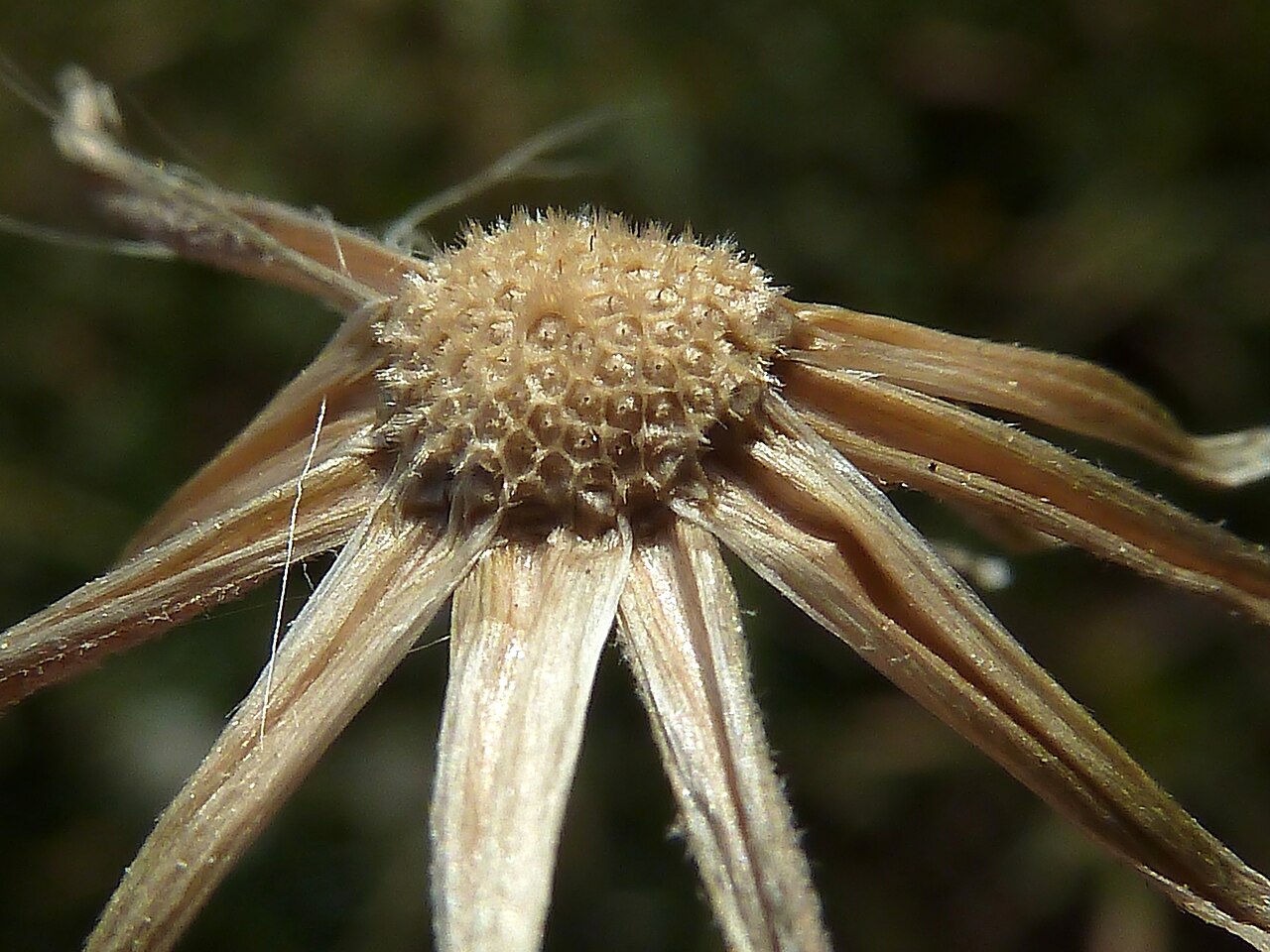 Beaked hawksbeard: Crepis vesicaria (achicoria, escoba de hojera, lecherina) - Receptáculo alveolado. - La Huerta, Albatera (Provincia de Alicante, España).