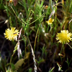 Beaked hawksbeard (Crepis vesicaria)