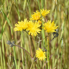 Beaked hawksbeard (Crepis vesicaria)