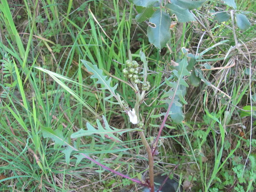 Beaked hawksbeard (Crepis vesicaria)