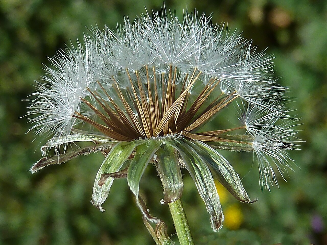 Beaked hawksbeard: Crepis vesicaria (achicoria, escoba de hojera, lecherina) - Capítulo en fructificación. - Camino de la Azarbe de Patricio, Albatera (Provincia de Alicante, Espa