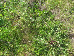 Beaked hawksbeard (Crepis vesicaria)