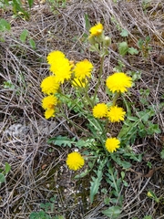Beaked hawksbeard (Crepis vesicaria)