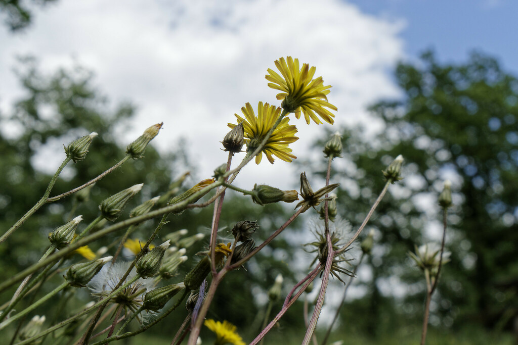 Beaked hawksbeard (Crepis vesicaria)